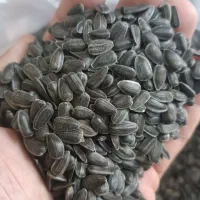 بذر آفتابگردان روغنی