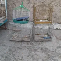 قفس پرنده