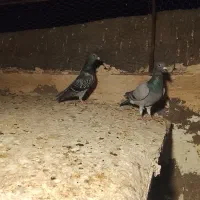 کبوتر