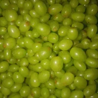 سبزیجات آماده و عرق نعنا و آبغوره برکت