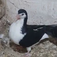 کبوتر