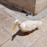 اردک و جوجه خروس