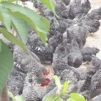 فروش ویژه جوجه نژاد آمروک