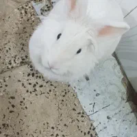 خرگوش