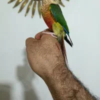 گرینچیک