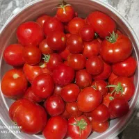 گوجه فرنگی محلی