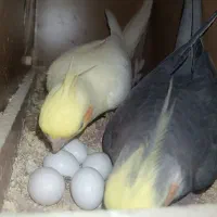 یک جفت عروس هلندی مولد همراه با جوجه و تمام وسایل