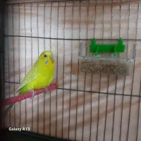 مرغ عشق