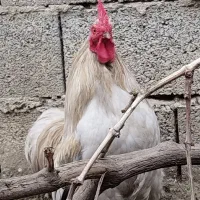 خروس|حیوانات مزرعه|بهنمیر, |دیوار
