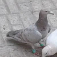 گمشده|پرنده|مشهد, کوی المهدی|دیوار