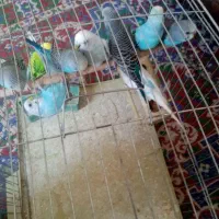 مرغ عشق|پرنده|شیراز, دودمان|دیوار