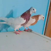 طوقی نروماده جفتی سه جفت و سار