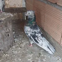 یک عددسرور همه چی تموم بفروش میرسد