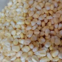 دانه بلال تازه