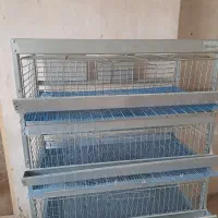 قفس کبک و بلدر چین