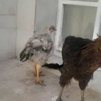 جوجه کوردی