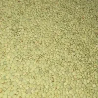 عدس پاک شده