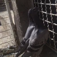 کبوتر دوعدد جوجه درجه 1