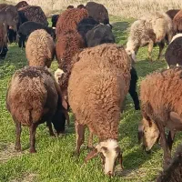 فروش ده عدد گوسفند وبره جوان زا اول و دوم