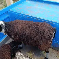 فروش یک راس گوسفند رومن چاق و پر گوشت