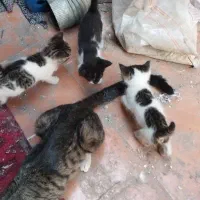 گربه و ۳تا بچه ملوسش
