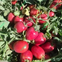 خریدار گوجه تناژ بالا