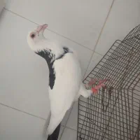 کفتر|پرنده|بیرجند, |دیوار