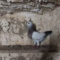 کبوتر|پرنده|مود, |دیوار