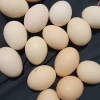 بومی|حیوانات مزرعه|لردگان, |دیوار