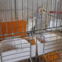 عروس هلندی ماده با قناری ماده عوض میکنم