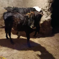 گوساله دو عدد