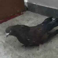 کله ای شتری
