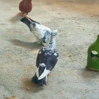 چند جفت کبوتر