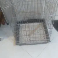 قفس کاسکو