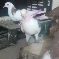کفتر