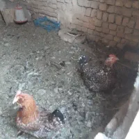 تخم مرغ گلیر