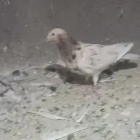 هفرنگ زردعالی ماده