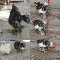 خروس کوشین