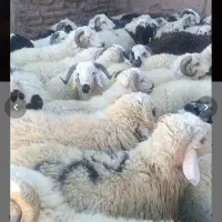 فروش گوسفند زنده ویژه اربعین حسینی