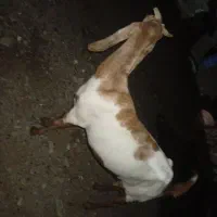 مر،ی پا،کستانی