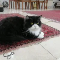 گربه خانگی