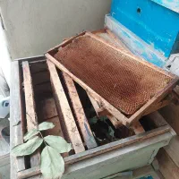 پوکه زنبور