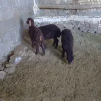بره سبک