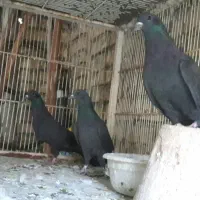 خرید و فروش غلاق دم گیر