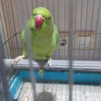 طوطی ملنگو صحبت کن