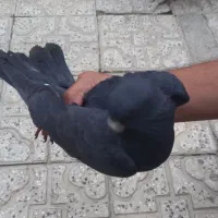 کبوترپرشی