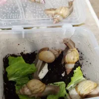 حلزون البینو