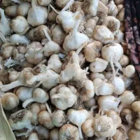 سیر