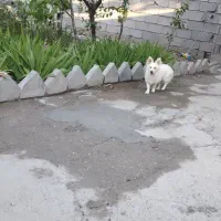 سگ پامرروباهی ماده
