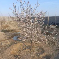 فروش باغ ویلا